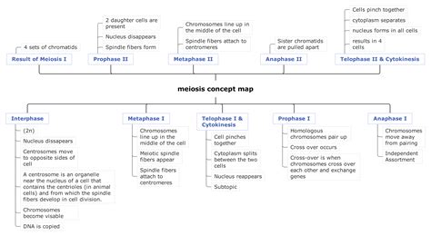 What Is Meiosis Concept Map Explained With Examples