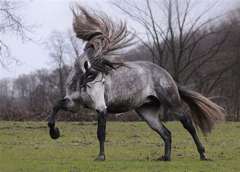 20 Horses With The Most Fabulous Hair You Have Ever Seen Most
