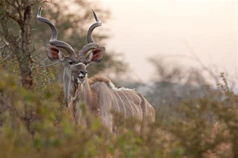 15 African Animals With Horns Everything You Need To Know