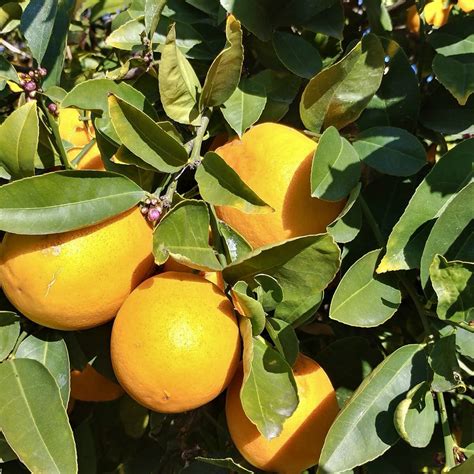 Citrus Meyer Lemons Harvest2u