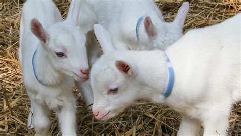 Spring Means Baby Goats At Split Creek Farm