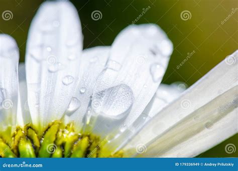 Chamomile Flower With Water Drops White Petals After Rain Green