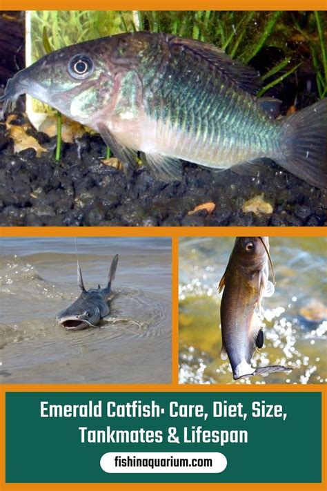 Emerald Catfish Care Diet Size Tankmates And Lifespan Cory Catfish