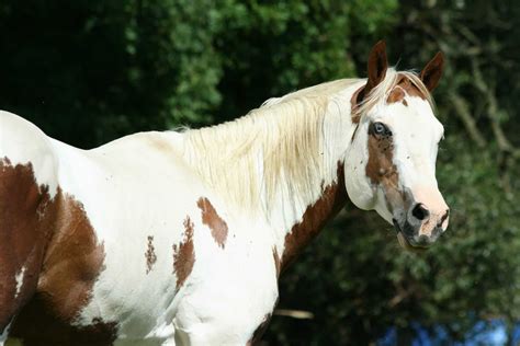 15 Of Our Favorite Pictures Of Paint Horses