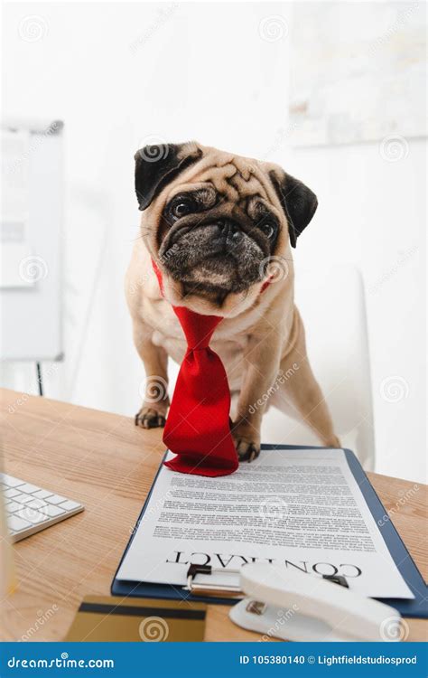 Business Dog With Contract Stock Photo Image Of Boss 105380140