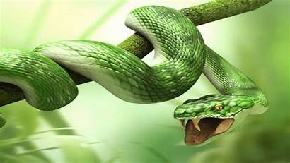 Snake Snakes Desktop Wallpapers Bite Victims Phone