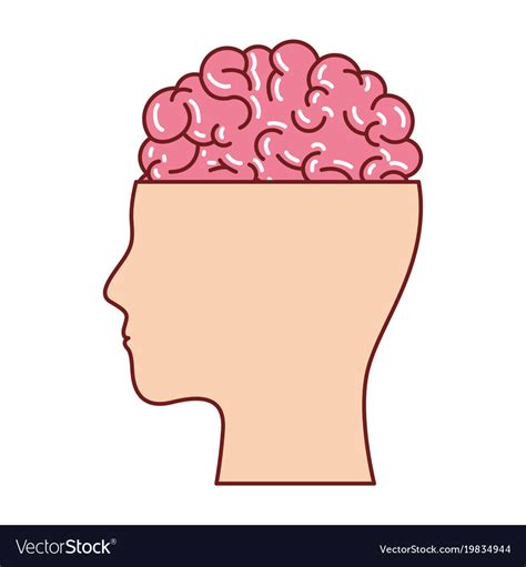 Human Face Silhouette With Brain Exposed Vector Image