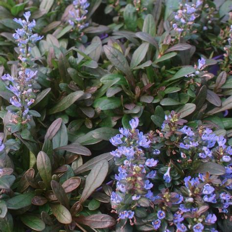Ajuga Reptans Chocolate Chip Dwarf Bugleweed From Sandys Plants