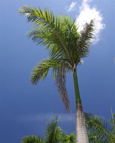 3466 Majestic Palm Tree Photos Free And Royalty Free Stock Photos From