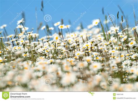 White Flowers Field Stock Photo Image Of Grass Outdoors