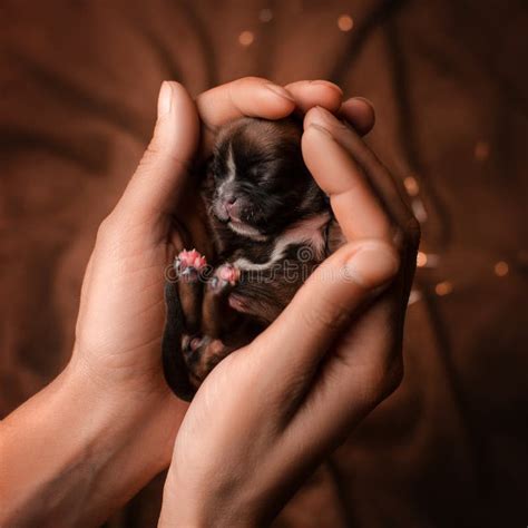 Newborn Shih Tzu Puppies Cute Photos Of Babies Stock Image Image Of