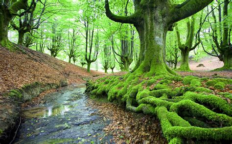 Moss New Awesome Hd Wallpapers 2015 High Quality All