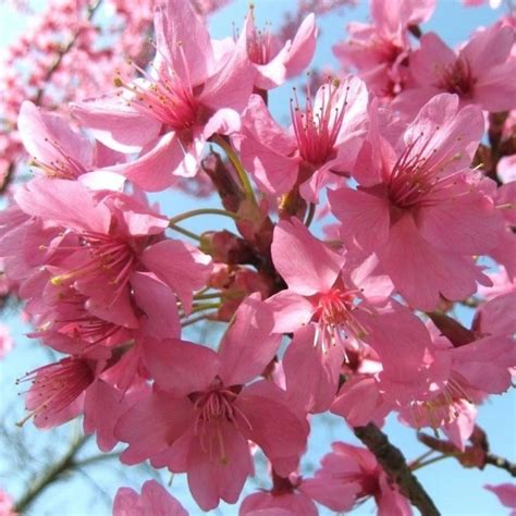 Collingwood ingram on wn network delivers the latest videos and editable pages for news & events, including entertainment, music, sports, science and more, sign up and share your playlists. Prunus Collingwood Ingram | Pink Flowering Cherry Trees ...