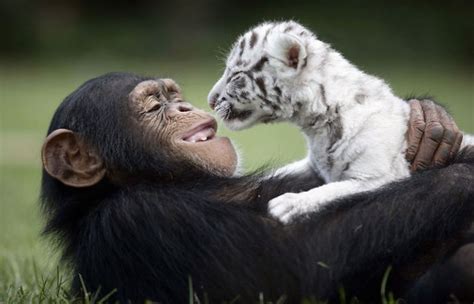 20 Unexpected Animal Friendships That Are Absolutely Adorable Bright Side