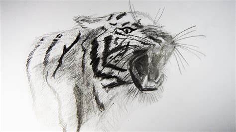 C Mo Dibujar Un Tigre Realista How To Draw A Tiger