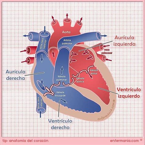 En El Tipenfermania De Hoy Repasamos La Anatomía Del Corazón Básico