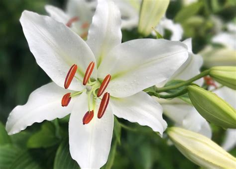 May 30, 2020 · lilies are grown in woodland settings, gardens, borders, containers, and pots. Lilies: How to Plant, Grow, and Care for Lily Flowers ...