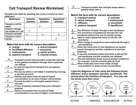 Cell Transport Review Key Cell Transport Review Worksheet Complete