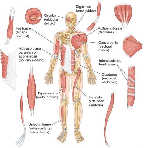 Tipos De Musculos Segun Su Forma Anatomia Y Fisiologia Optifutura Images