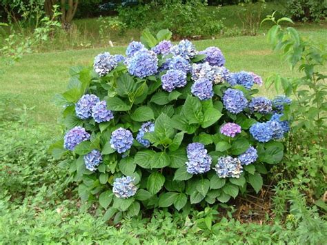 Which is why our planting services team here at stauffers put together a guide. My Favorite Shrubs & Bushes for The Philadelphia Area ...