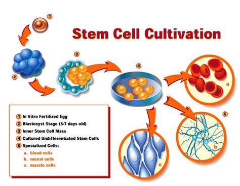 De Donde Se Obtienen Las Celulas Madre Consejos Celulares