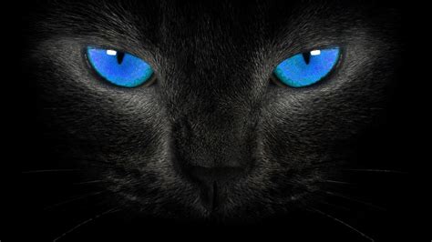 Black Cat 3d Wallpapers Top Free Black Cat 3d Backgrounds