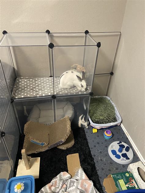 Can I See Your Rabbits Litter Boxes Rabbits