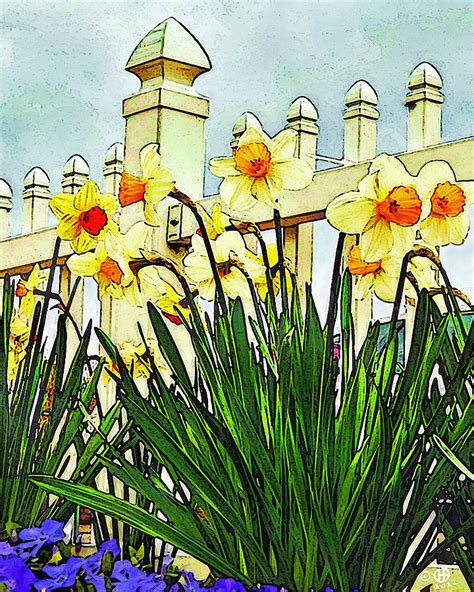 Daffodil Glory Digital Art By Gary Olsen Hasek Fine Art America
