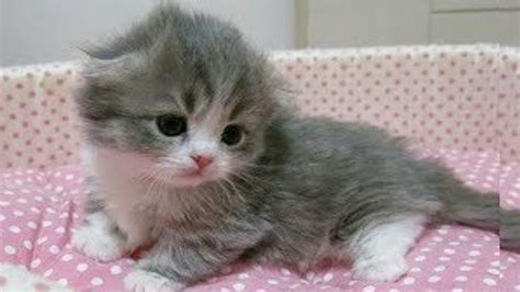 Cute Little Kitten Compilation 2018 Cute Cat Kittens