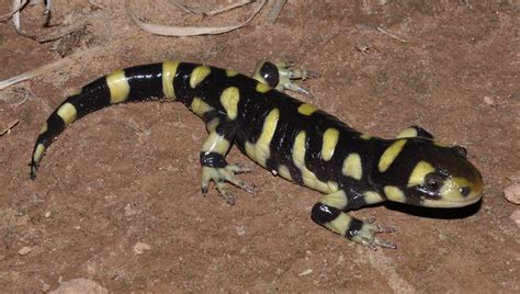 Western Tiger Salamander Wildlife Of Barr Lake State Park INaturalist