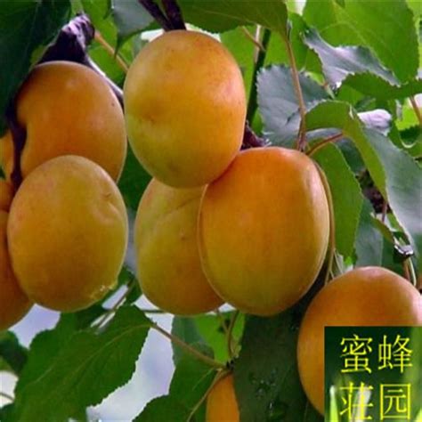 Water once to twice a week in the spring to. Flowering Apricot Tree Seeds - 10 pcs Thank-you for taking ...