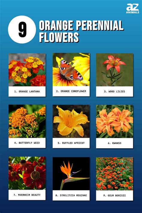 Orange Tropical Flowers Names Best Flower Site