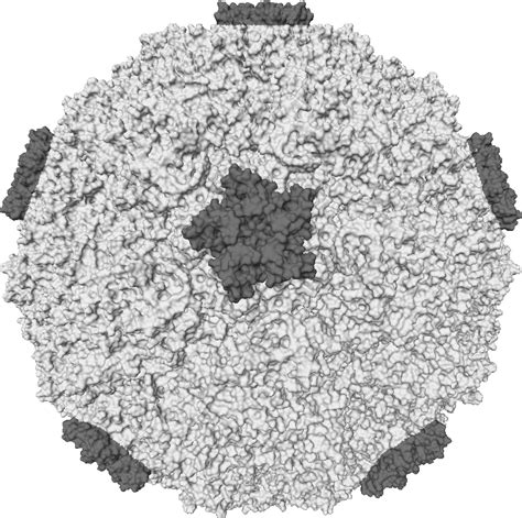 This is a most commonly occurring viral infection, affecting people. Rhinovirus - Wikipedia