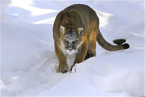 All Sizes Cougar Flickr Photo Sharing