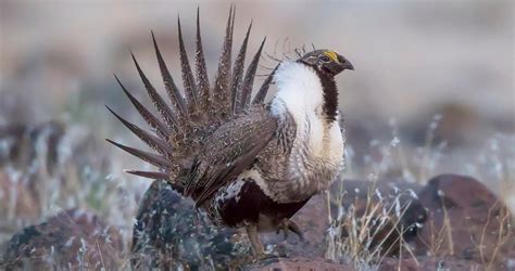 Greater Sage Grouse Identification All About Birds Cornell Lab Of