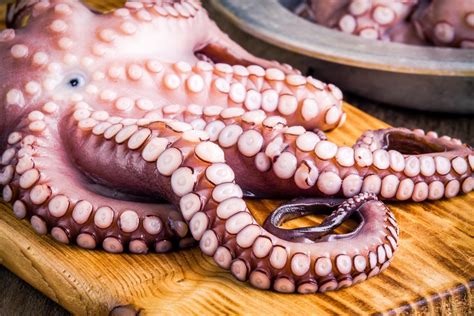 Is Live Octopus Really Alive When You Eat It Taste