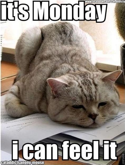 Its Monday Funnyanimalslol Funny Or Cute Pet Memes Critters