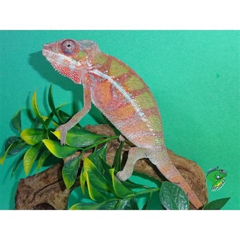 Panther Chameleon Ambilobe Cb Juvenile Male Strictly Reptiles Inc