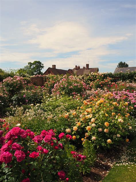 David austin's garden roses are cut at a slightly later stage than ordinary roses, allowing them to ripen for longer on the plant. David Austin Rose Garden: English Rose Perfume Perfection ...