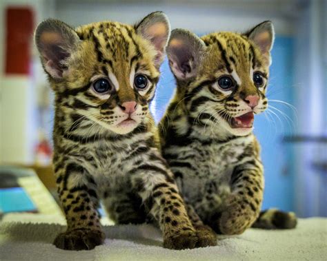 Zoo Celebrates Its First Ever Ocelot Birth — City Of