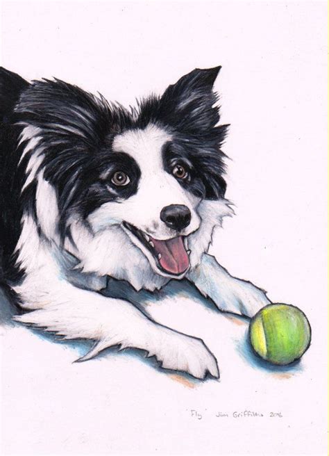 Border Collie Custom Drawing Commission A By Jimgriffithsart Dog