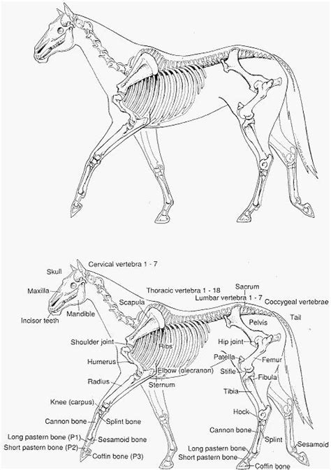 Best 25 Horse Bones Ideas On Pinterest Horse Anatomy Horse Facts