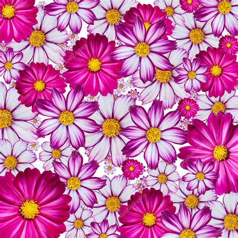 Fundo Colorido Da Flor — Fotografias De Stock © Heinschlebusch 2332916
