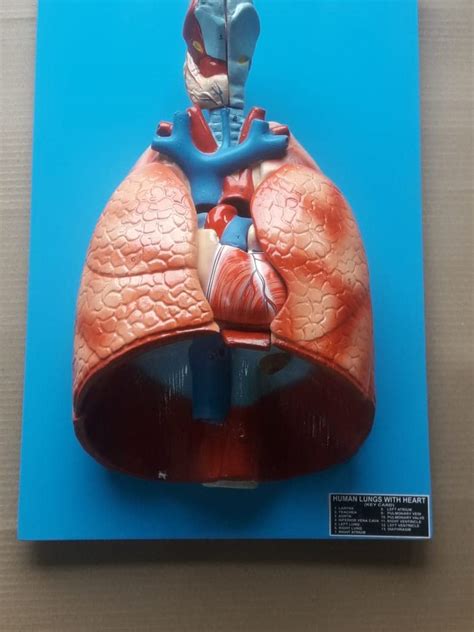Buy Simnis Human Lungs With Heart Realistic 3d Model Anatomical Human