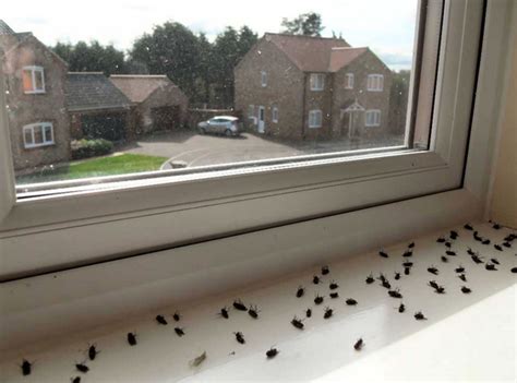 All About Flies In The House Environmental Pest Control