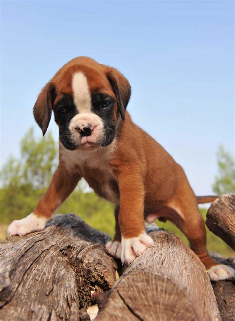 Boxer Dog Breed Serrecats