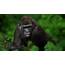 Great Apes Probably Smarter Than Early Human Australopithecus  BBC