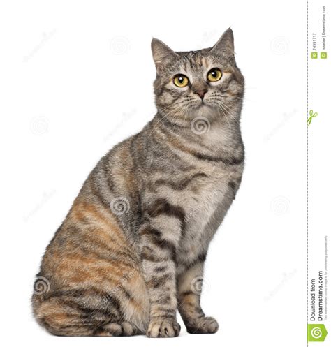 I answered an add on kijiji.com, and brought home this adorable, normal sized Kurilian Bobtail Cat, 1 Year Old Stock Image - Image of ...