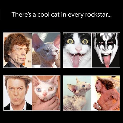 Part of a series on cats. There's a cool cat in every rockstar ... en 2020 | Gatos, Jazz