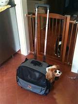 Dog Carrier For Airplane Cabin Images